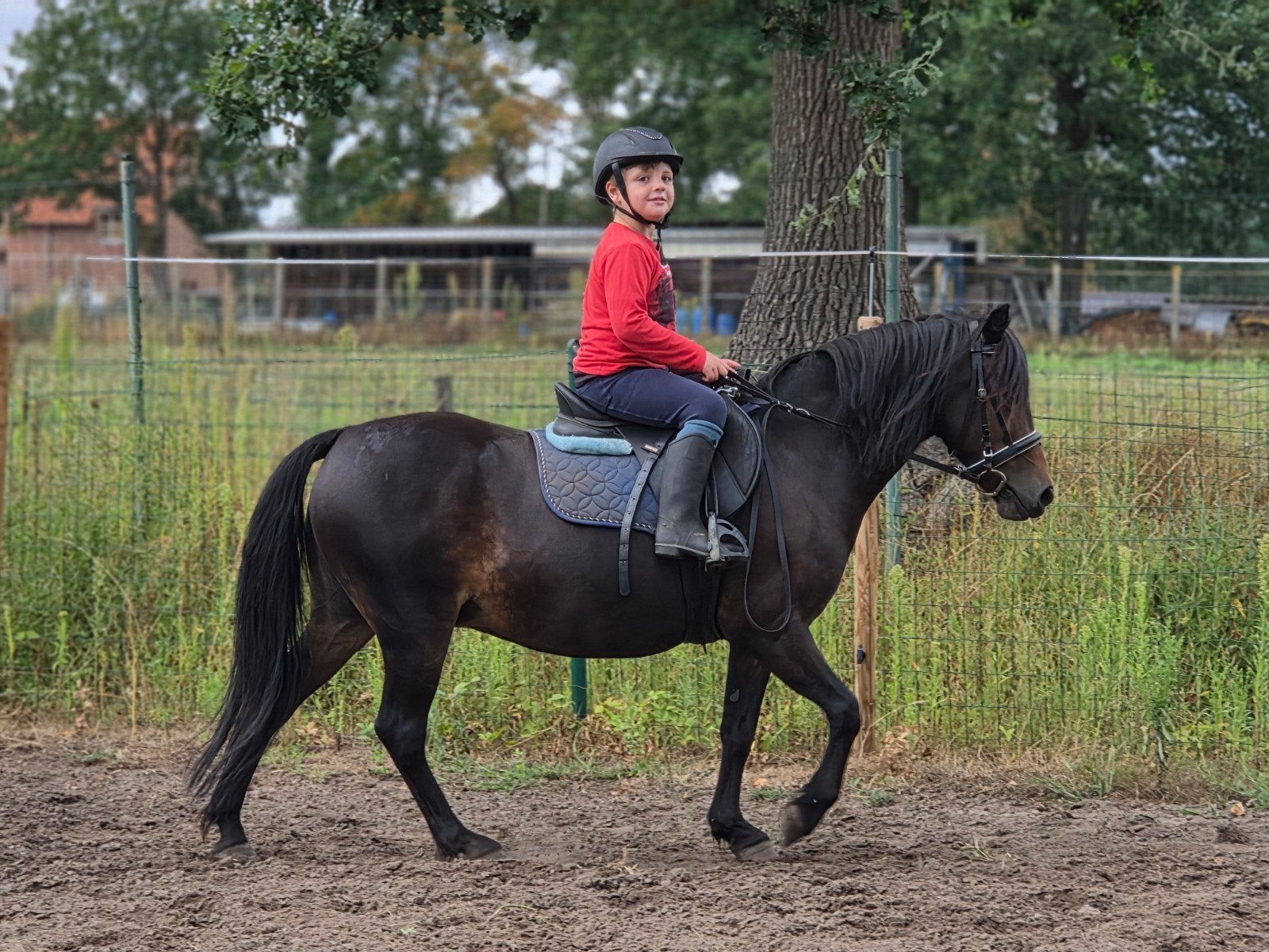 verzorgpony/halve stal, Dieren en Toebehoren, Paarden, B