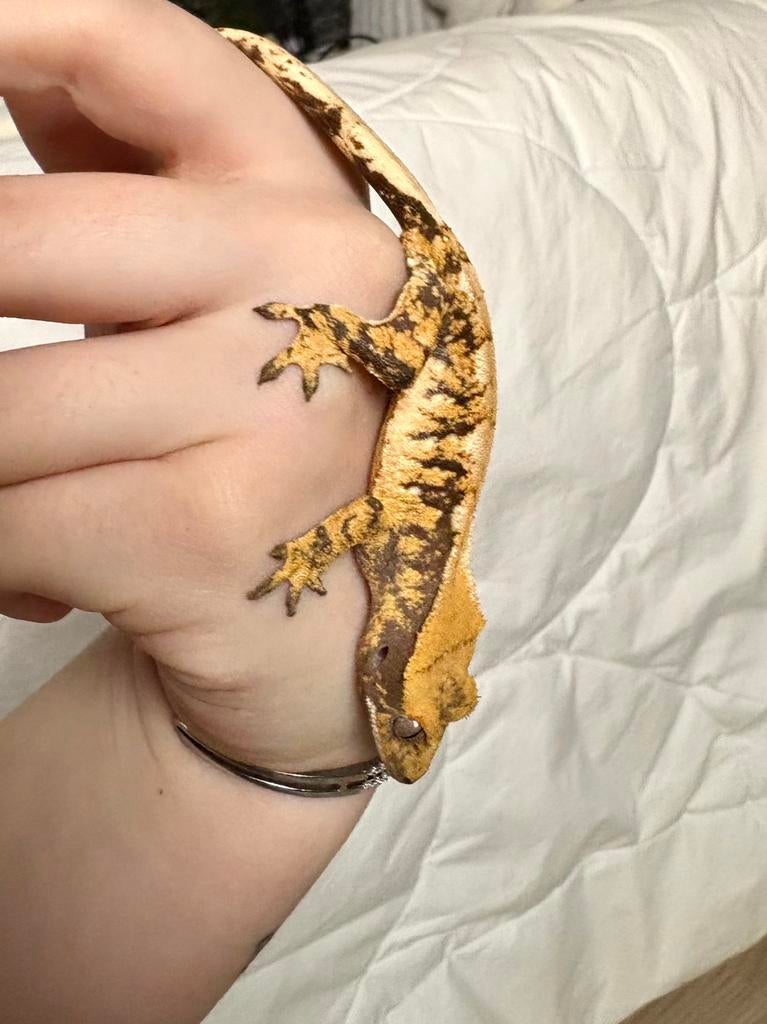 Wimpergekko Extreme Harlequin 1.0 man, Dieren en Toebehoren