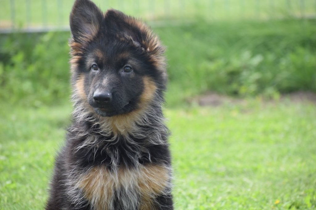 Duitse herder pups, Dieren en Toebehoren, 15 weken tot 1 jaar, Buitenland, Parvo, Meerdere