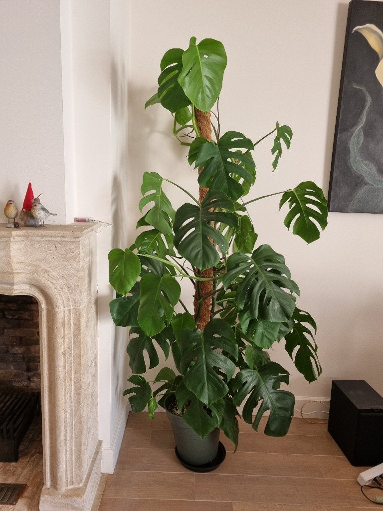 Zeer gote Monstera Deliciosa, Huis en Inrichting, Kamerplanten, Ophalen, Overige soorten, Halfschaduw, In pot