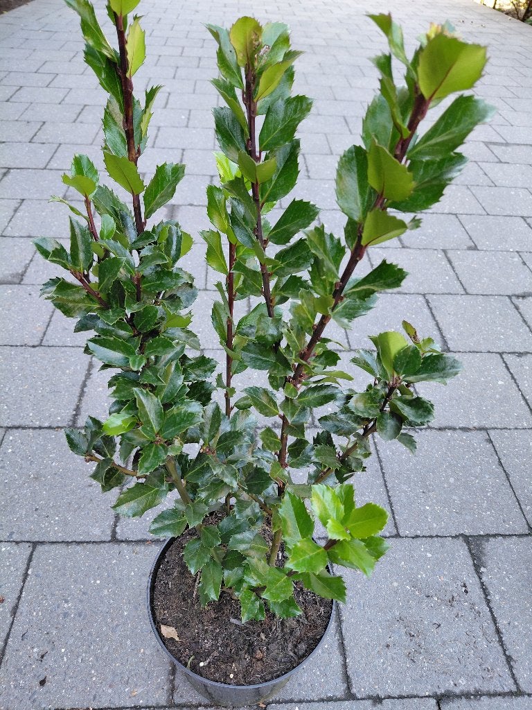 Ilex Blue Prince, Ophalen, Hulst