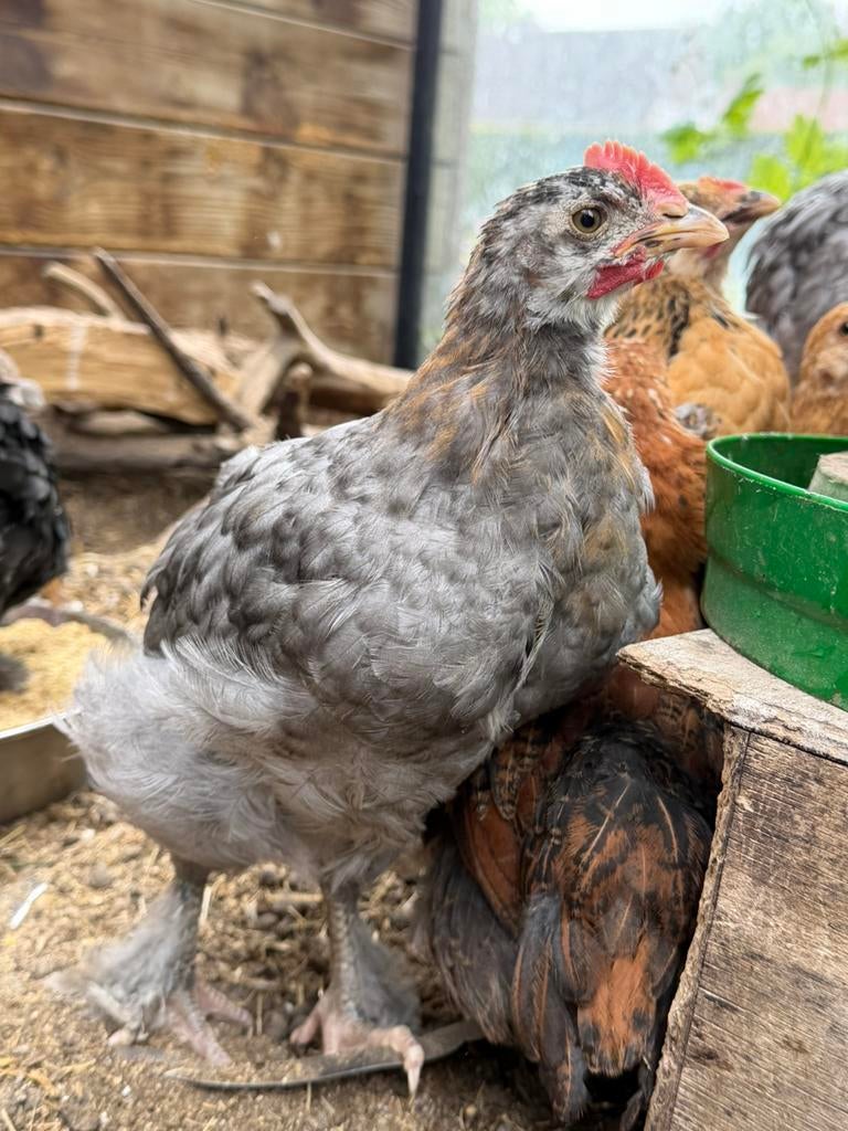 Raszuiver koperhals marans blauw en zwart