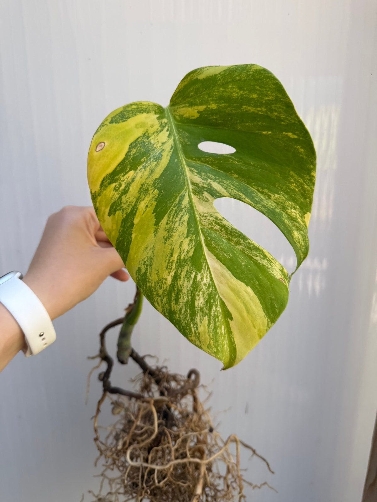 Monstera aurea, Huis en Inrichting, Kamerplanten, Overige soorten, Minder dan 100 cm, Groene kamerplant, Halfschaduw