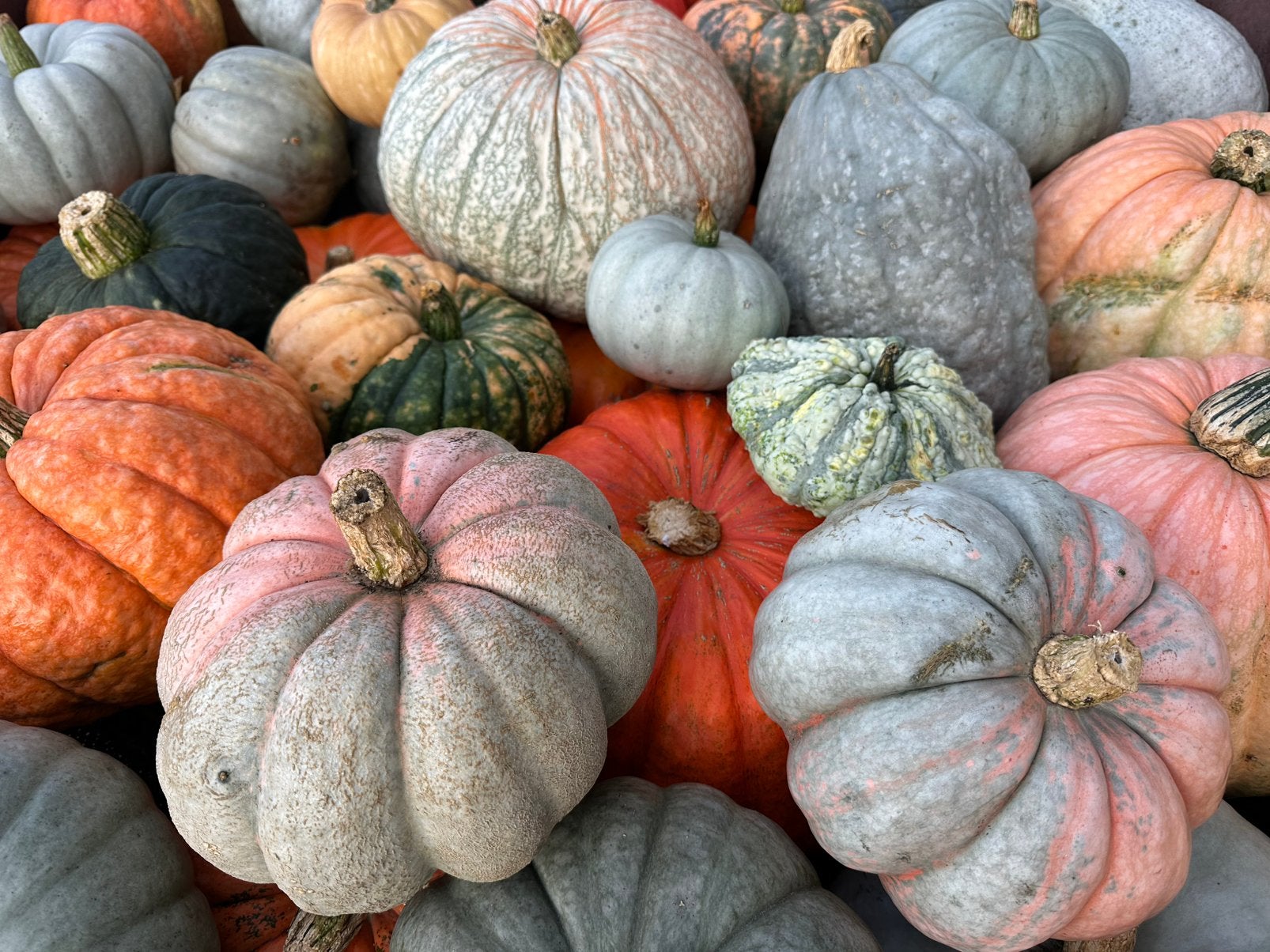 Bio Pompoenen Halloween Pompoen Kalebas Sierfruit, Ophalen