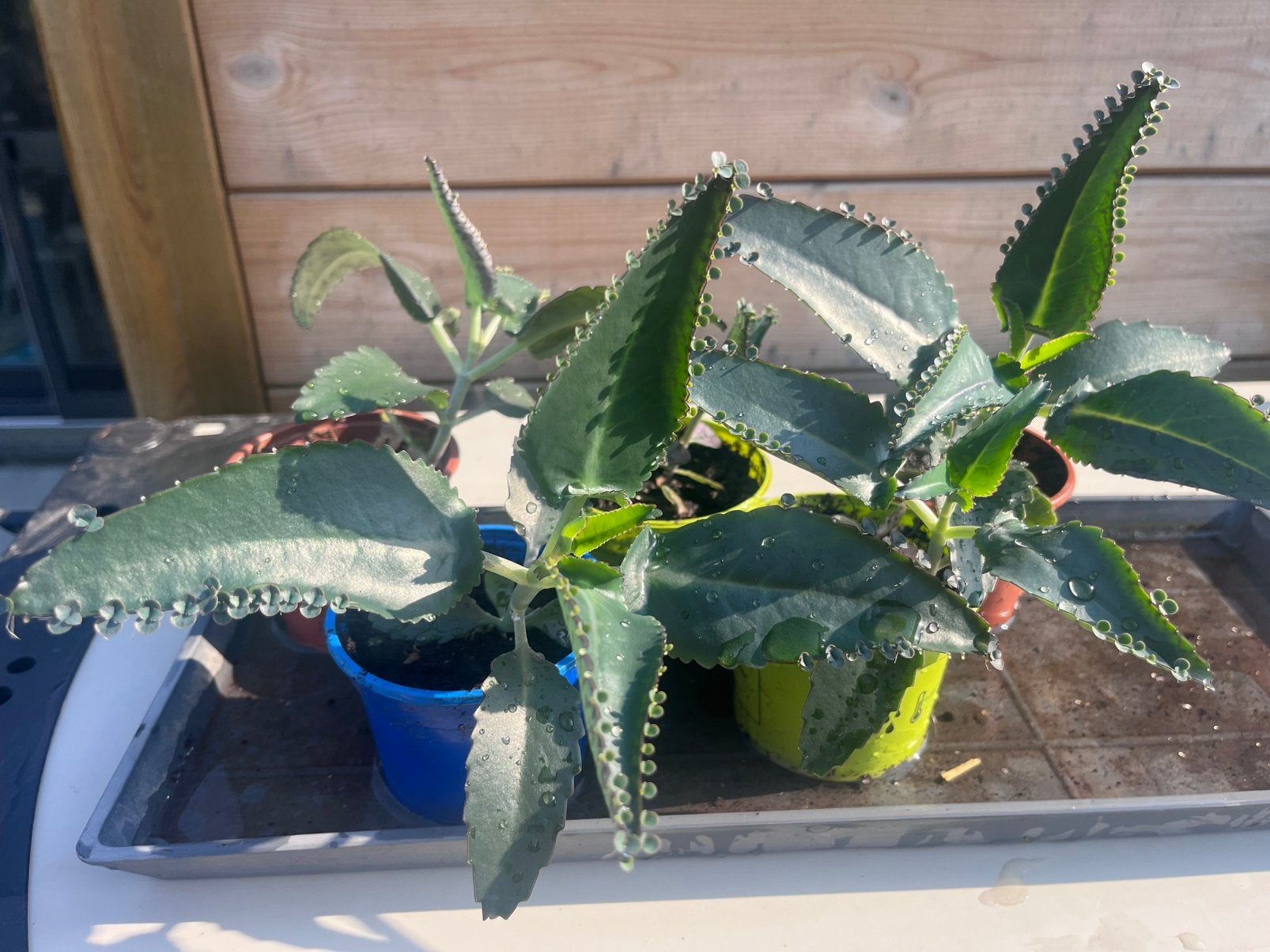 Kalanchoe daigremontiana (mother of thousands) stekjes, Huis en Inrichting, Kamerplanten, Vetplant, Minder dan 100 cm, Groene kamerplant