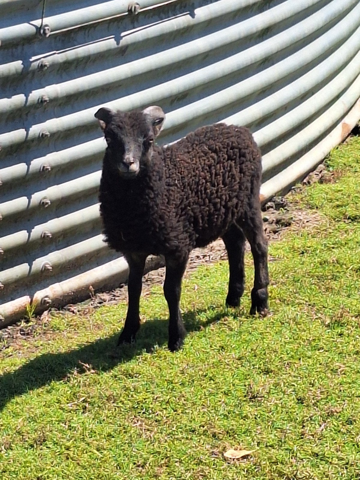 mooi ouessant schimmel rammetje, Dieren en Toebehoren, Mannelijk, Schaap, 0 tot 2 jaar
