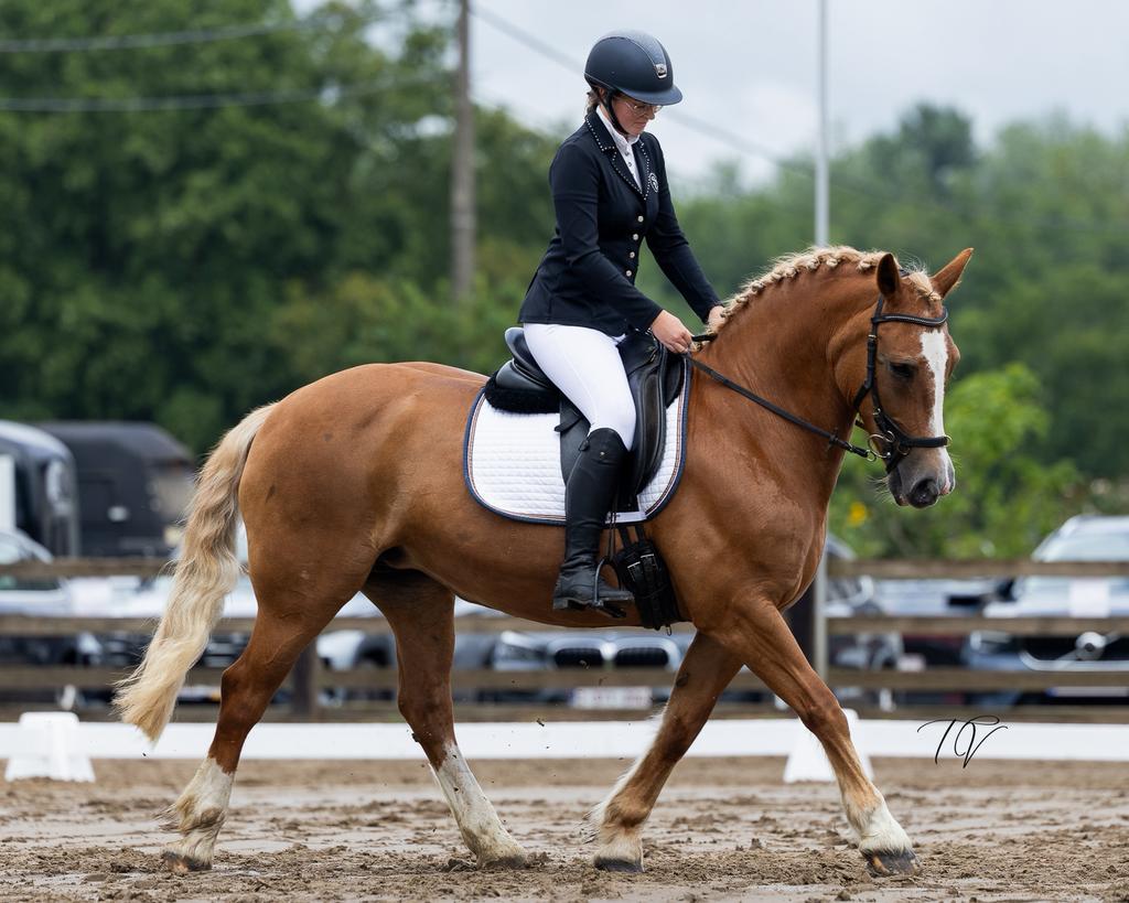 Verzorgpaarden/halve stal aangeboden, Dieren en Toebehoren, Paarden, Merrie