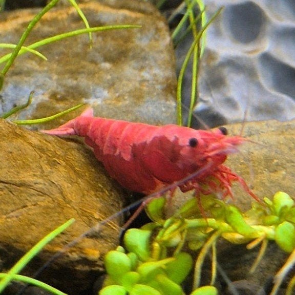 Neocaridina garnalen