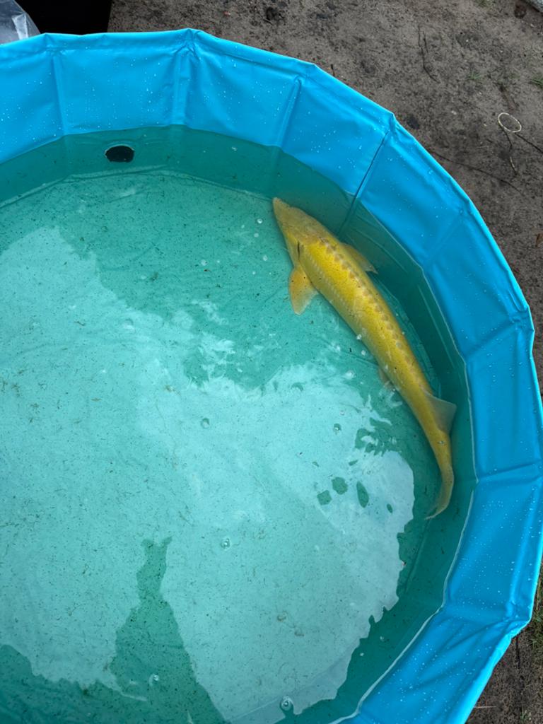 Albino steur, Dieren en Toebehoren, Steur