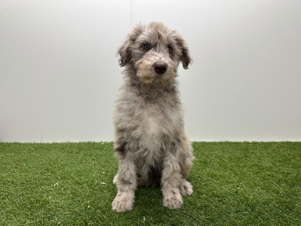 Chiots Bordoodle (Border Collie x Caniche), Animaux & Accessoires, Maladie de Carré (chiens), Plusieurs, Belgique, Plusieurs animaux