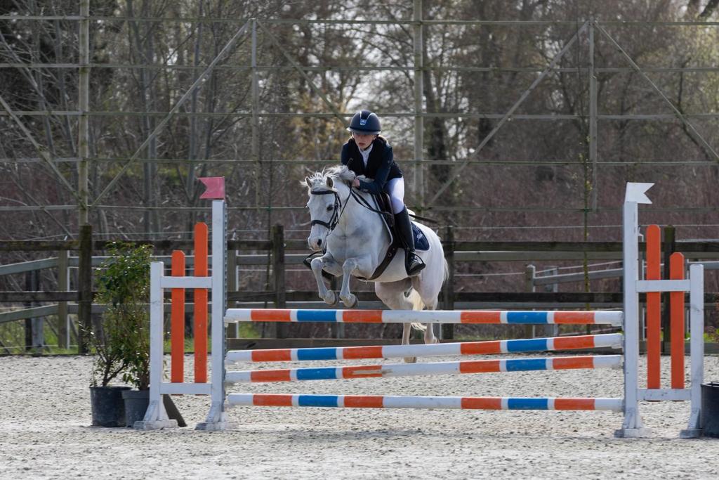 Prachtige springpony / c pony, Animaux & Accessoires, Poneys, Hongre, M, Poney C (1.27 m à 1.37m), Poney de saut, 11 ans ou plus