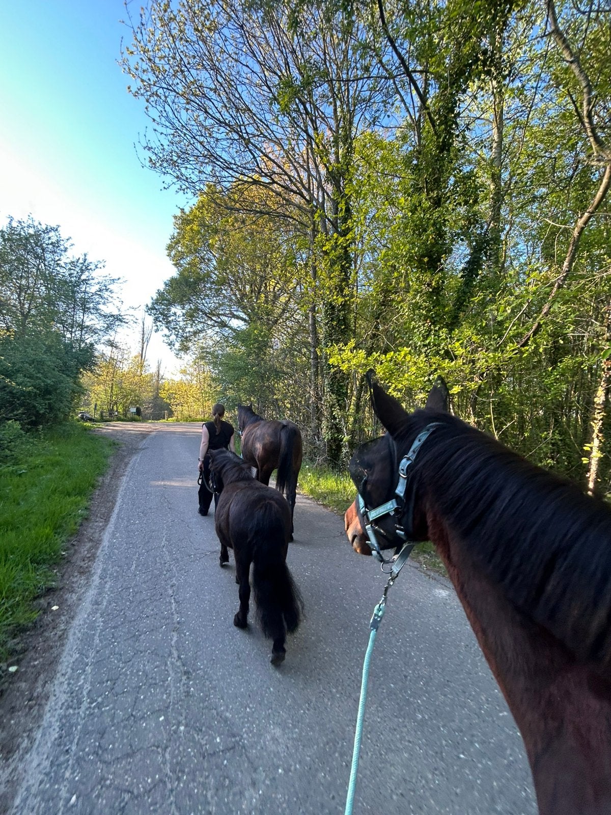Aangeboden: ponygewenning en wandelingen regio Hoeleden, Dieren en Toebehoren, Dierenvoeding, Ophalen of Verzenden, Vee