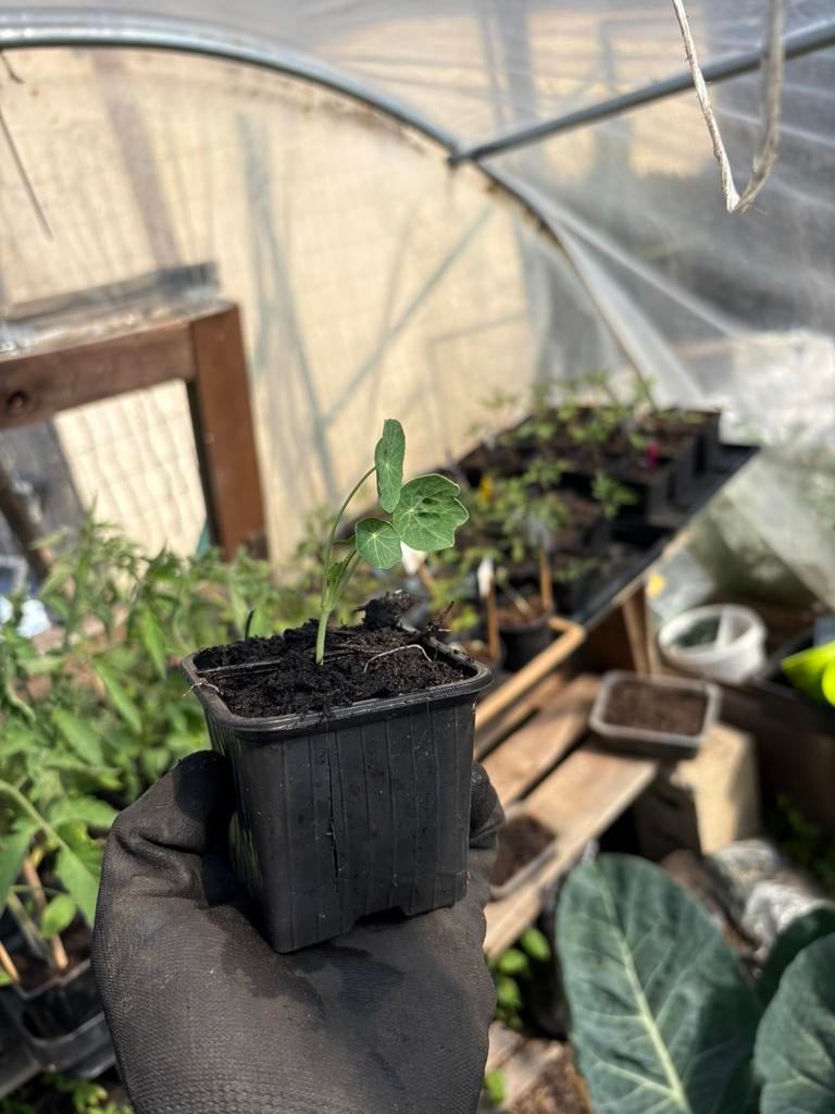 Oost-Indische kers ‘Golden Jewel’ – 1€/plant, Ophalen, Zo goed als nieuw