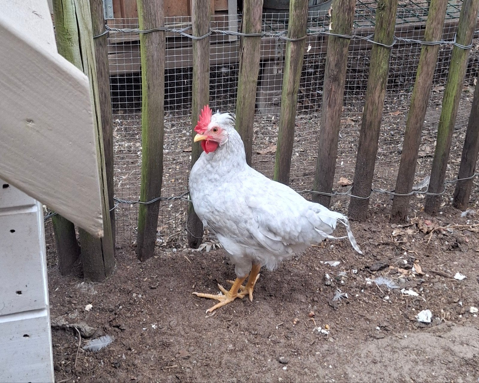 Haantje gratis