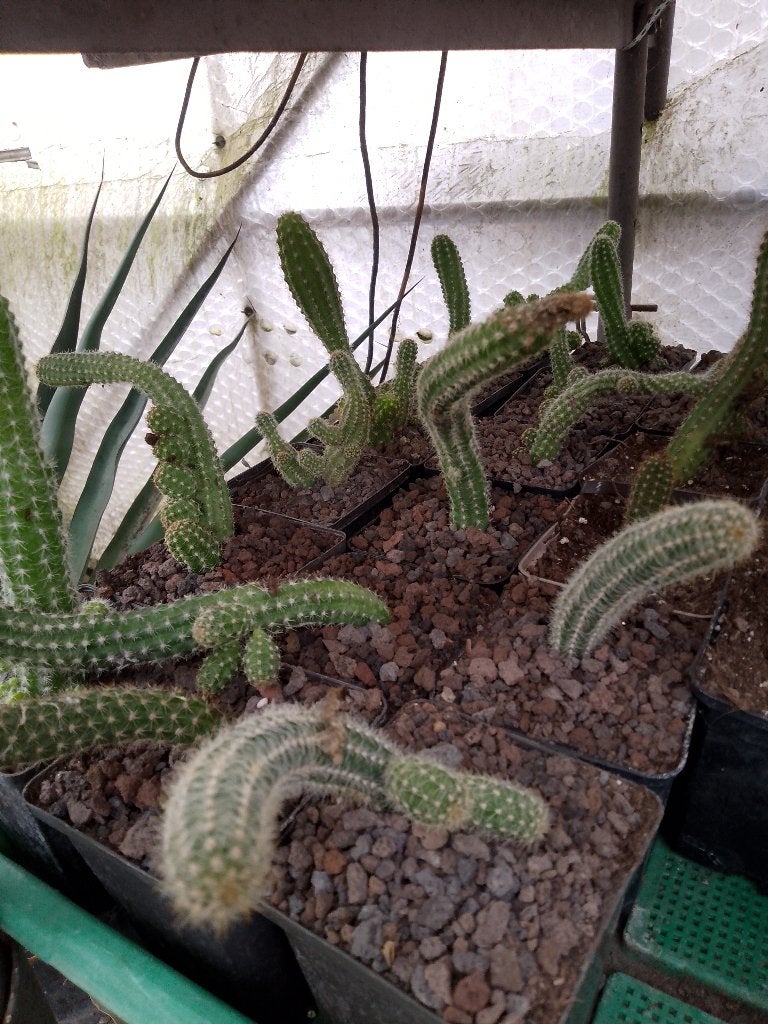 mooie cactussen, Tuin en Terras, Planten | Tuinplanten, Ophalen