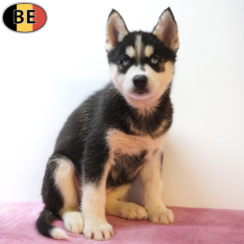 Siberische Husky - Belgische pups te koop, Parvo, België, 8 tot 15 weken, Meerdere