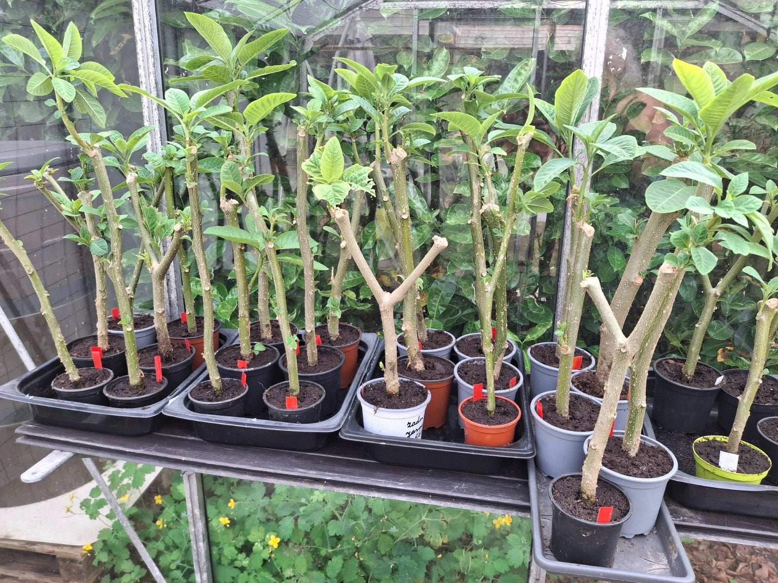 Brugmansia trompetbloem of engelentrompet.Roze,wit en geel, Tuin en Terras, Ophalen