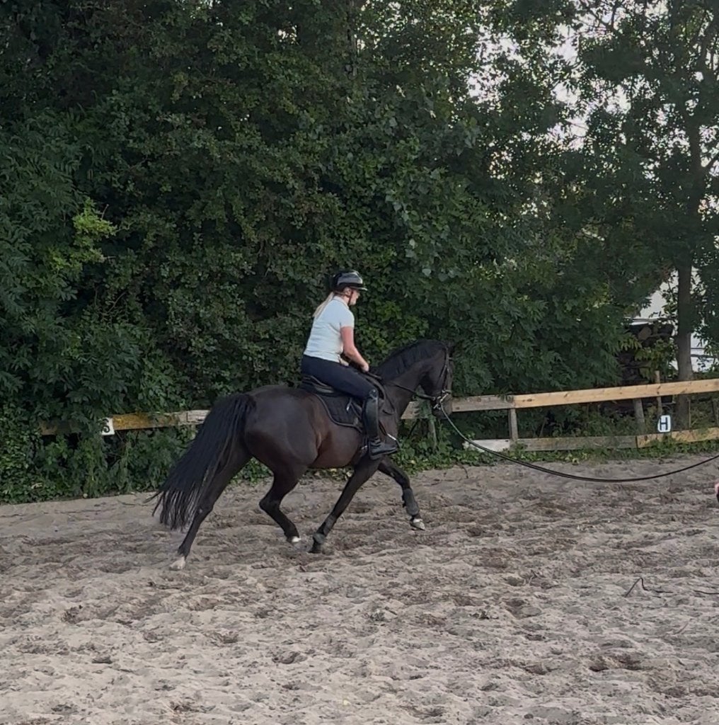Lieve en leuke merrie, Merrie, Met stamboom, Niet van toepassing, Dressuurpaard