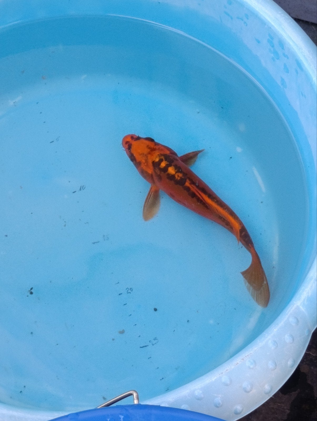 Japanse koi mizuho ogon
