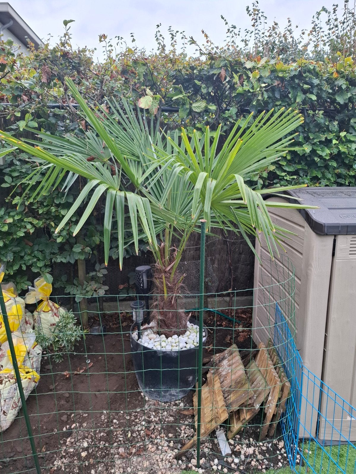 mooie palmboom, Ophalen, Palmboom