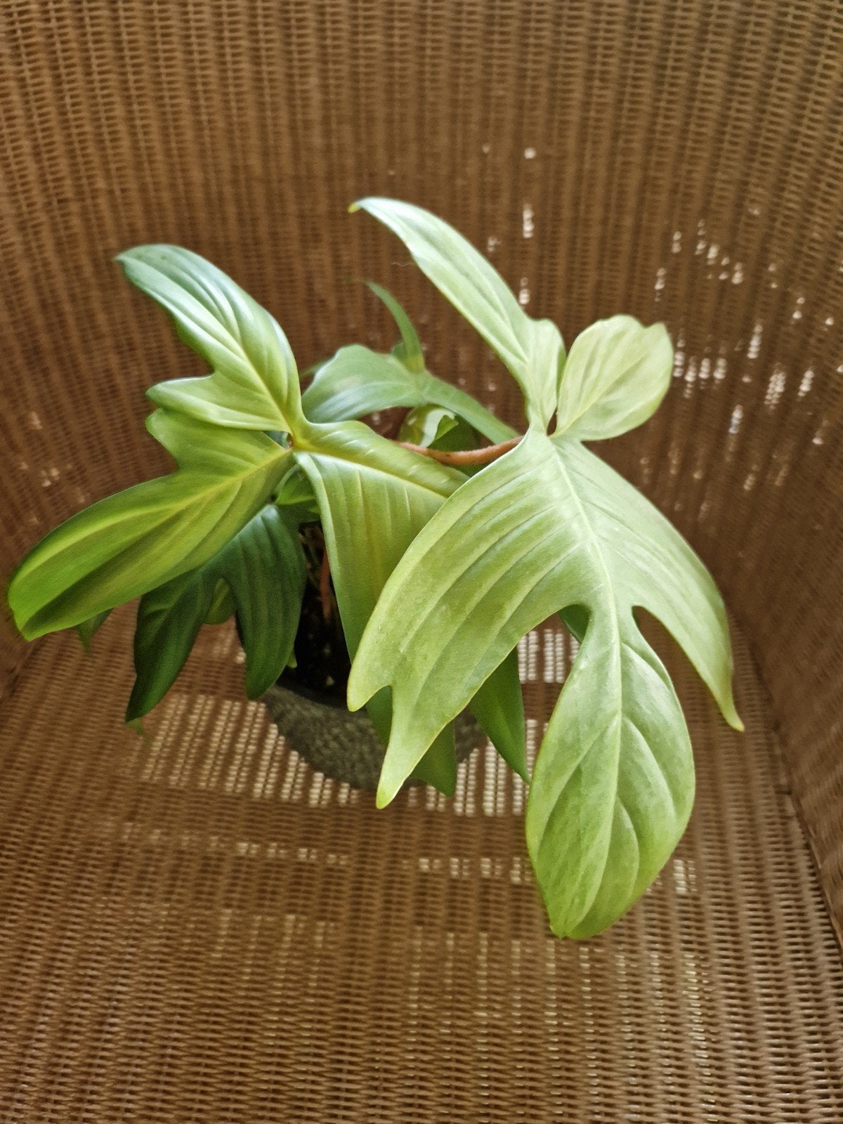 philodendron florida green, Ophalen of Verzenden