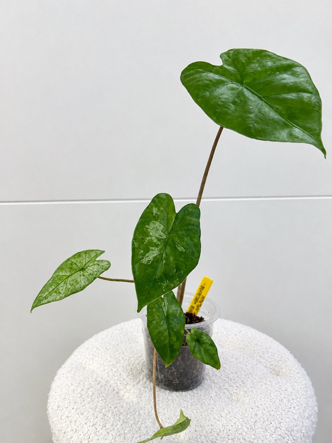 Alocasia Macrorrhiza Splash, Enlèvement