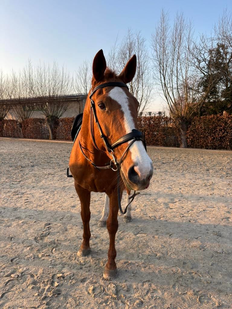 Hele lieve, knappe merrie te koop, beschrijving goed lezen!, Merrie, Met stamboom, Niet van toepassing, 11 jaar of ouder