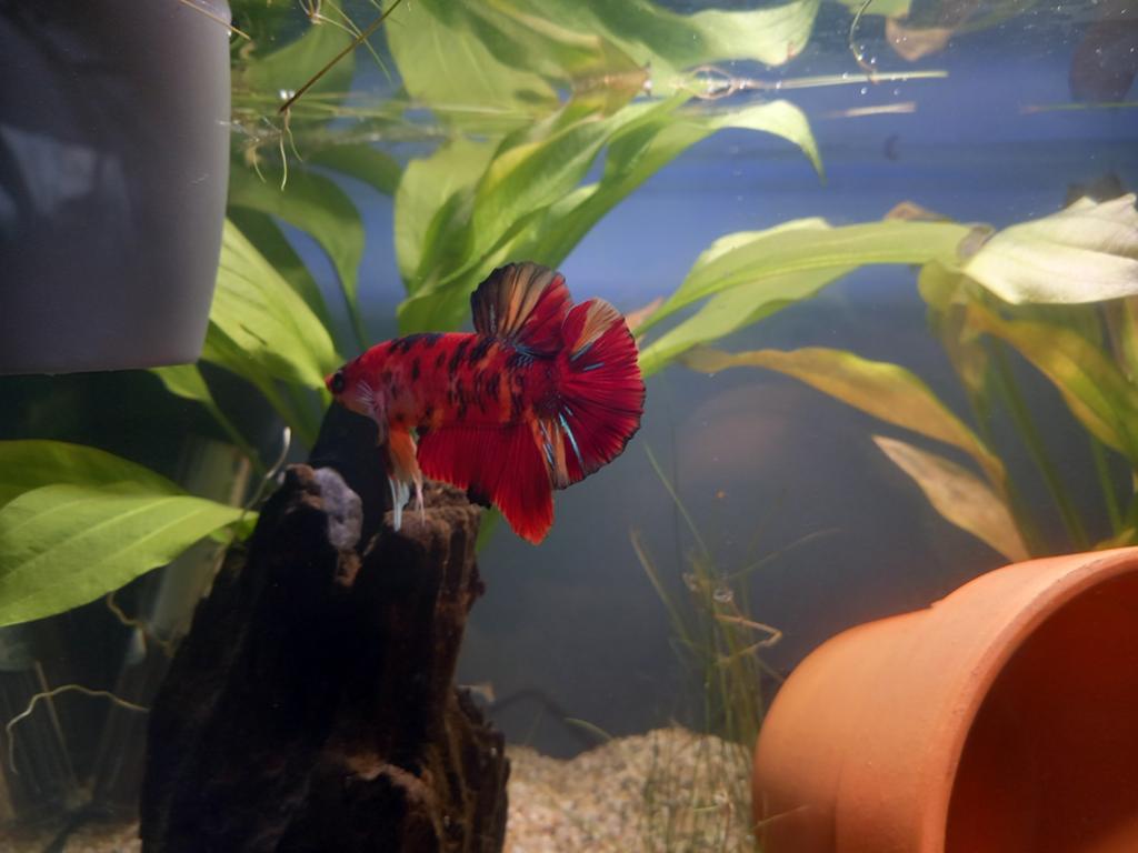 Mooie betta man, Dieren en Toebehoren, Vissen | Aquariumvissen, Vis, Zoetwatervis