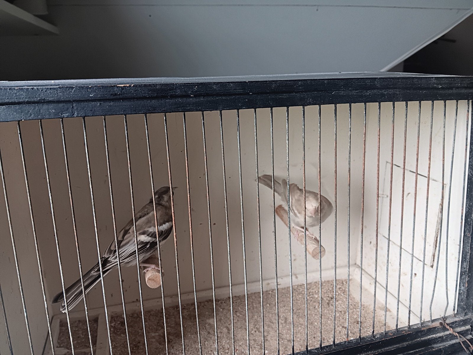 Botvink, Dieren en Toebehoren, Vogels | Overige Vogels