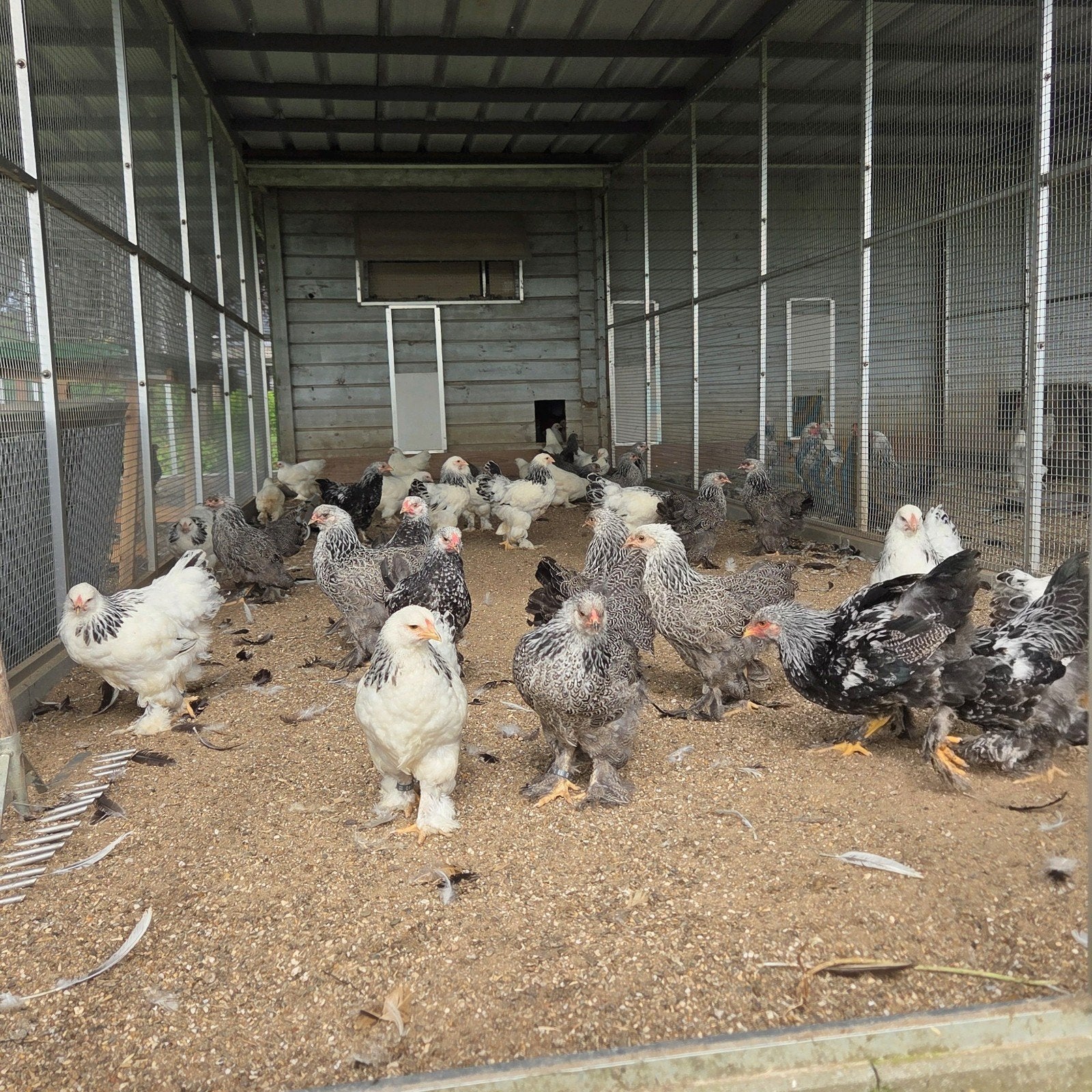 Brahma kriel zilverpatrijs, Dieren en Toebehoren