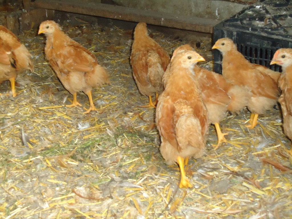 new hampshire kuikens, Dieren en Toebehoren, Meerdere dieren, Kip