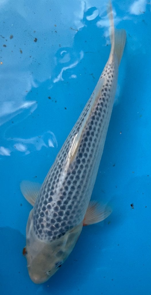 Tosai Asagi 30cm, Dieren en Toebehoren, Vissen | Vijvervissen, Karper of Koi