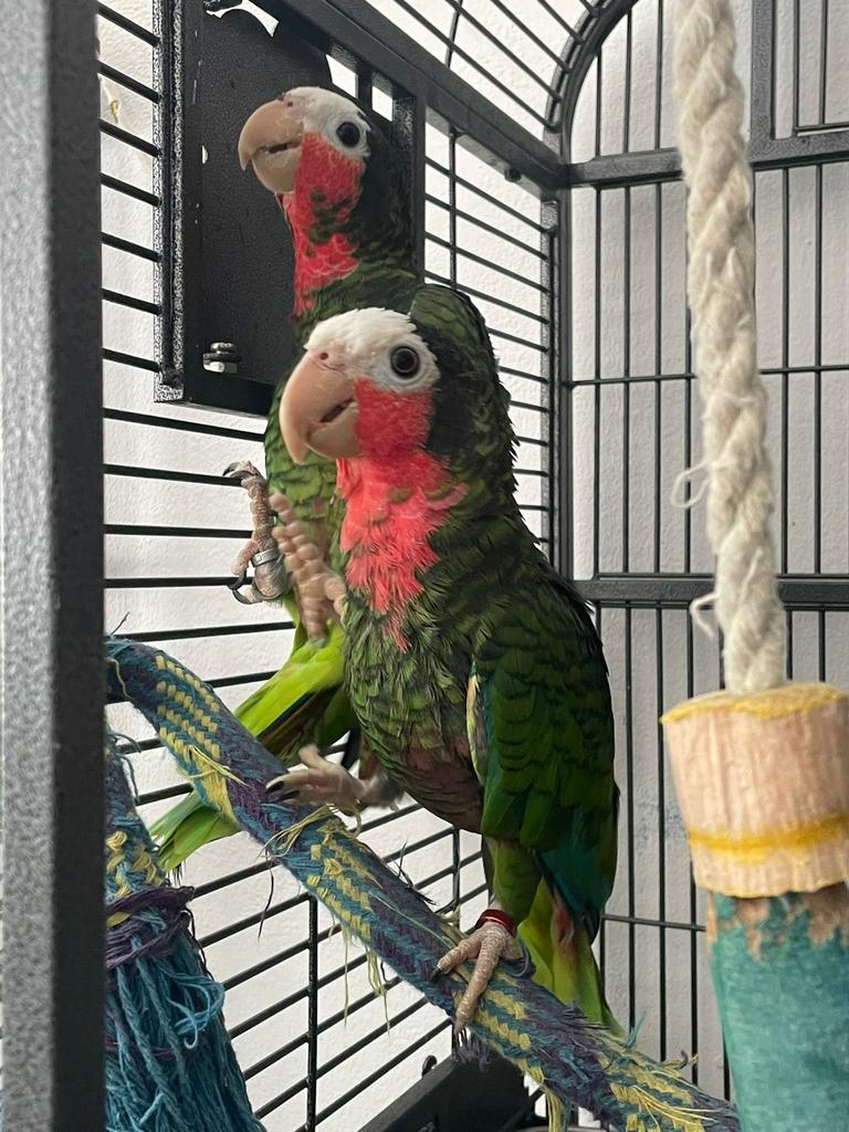 Bewezen Cuba Amazone Koppel, Plusieurs animaux, Perroquet, Parleur
