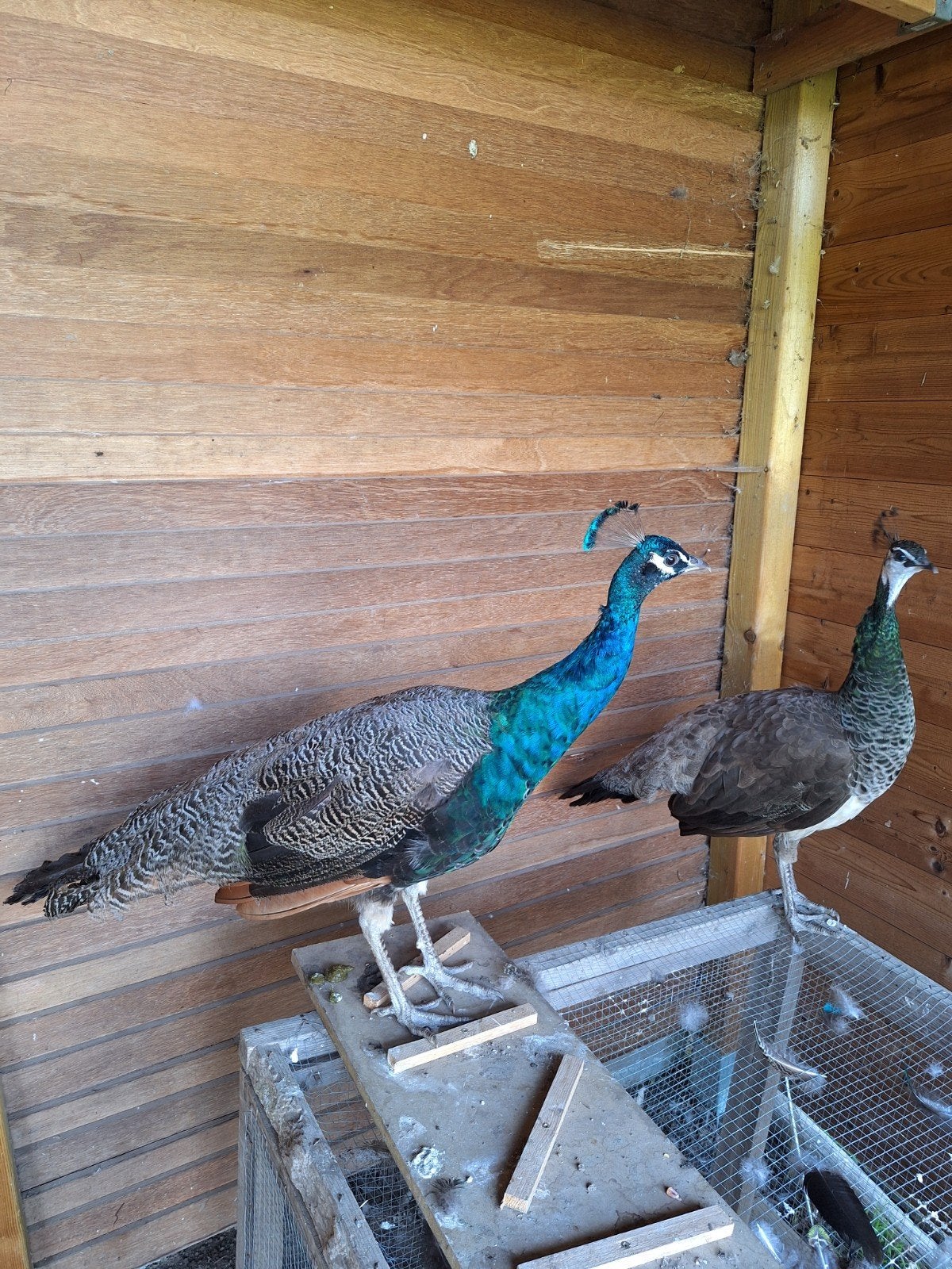 Paons bleus, Animaux & Accessoires, Volatiles