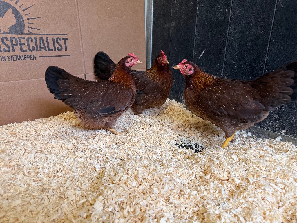 Jonge tamme Welsumer kriel kippen gesekst en ingeënt, Dieren en Toebehoren, Pluimvee, Vrouwelijk, Kip