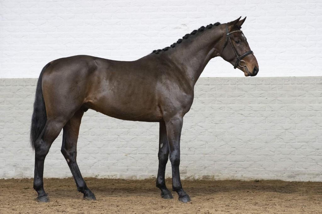 Iam Special de Muze x Numero Uno, Dieren en Toebehoren, Paarden, Springpaard, B, Ruin, 7 tot 10 jaar