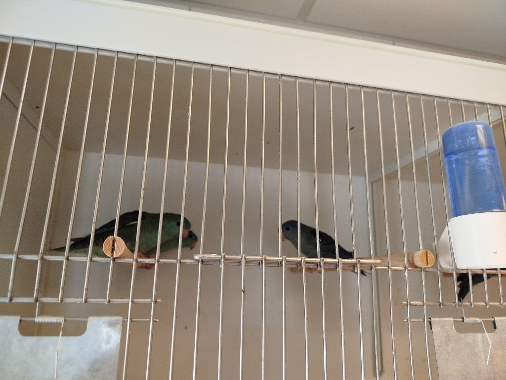 Blauwe Catharina parkieten, Dieren en Toebehoren