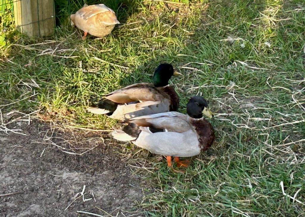 Hollandse Kwakertjes, Dieren en Toebehoren, Pluimvee, Mannelijk, Eend