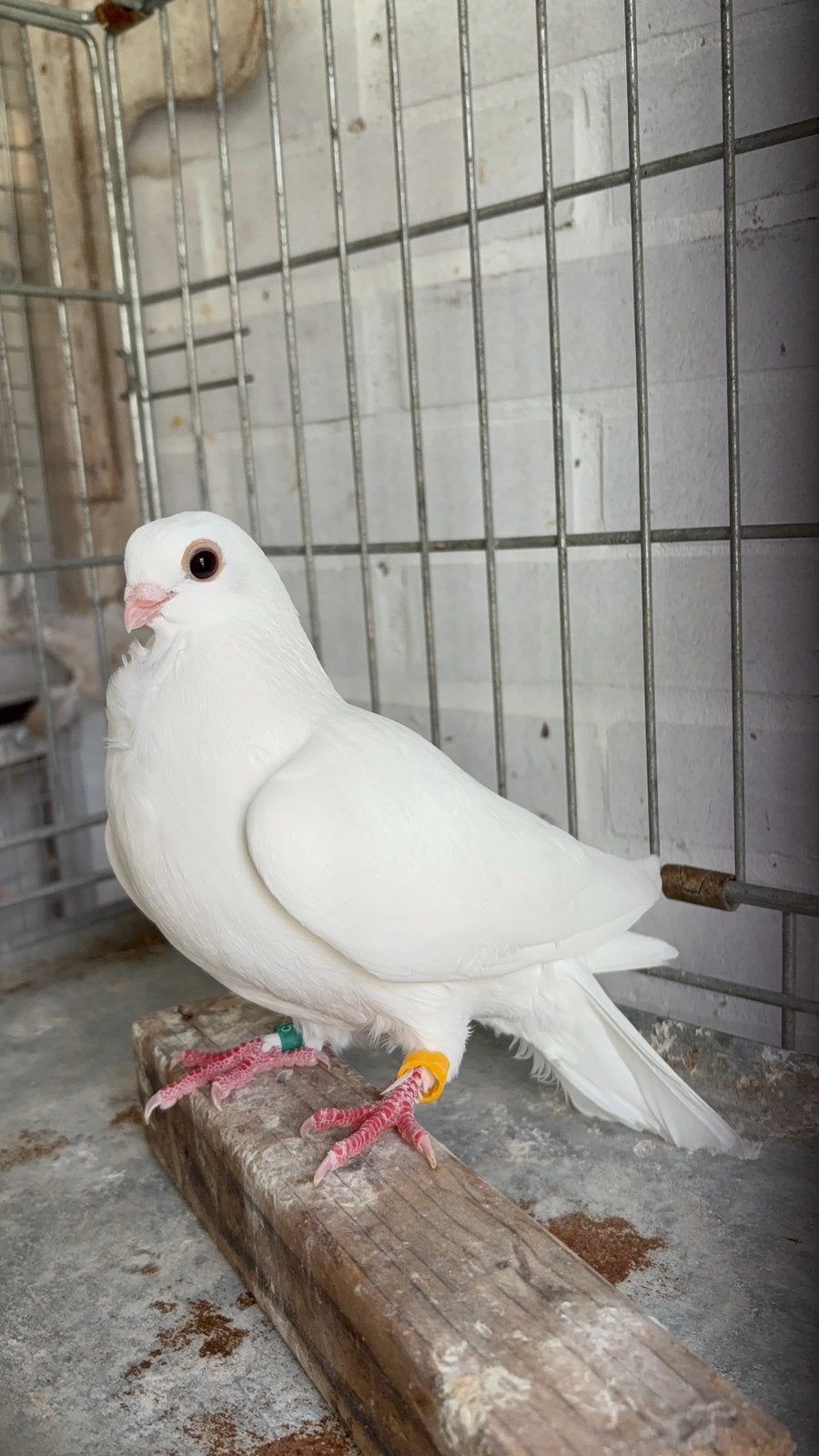 Witte Figuritaduifjes 2026