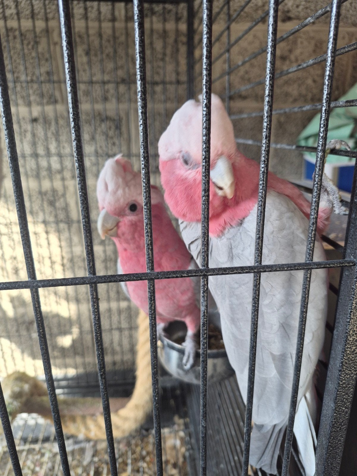 Mooi rose kaketoe koppel, Dieren en Toebehoren, Tam
