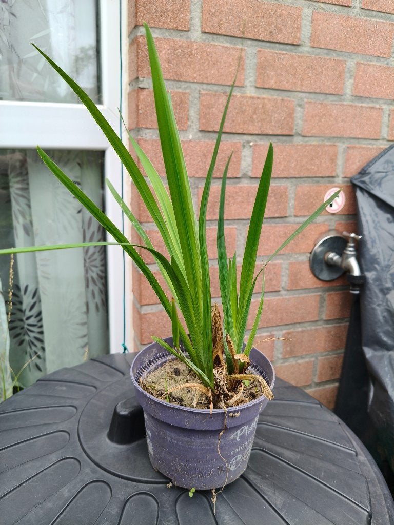 Iris of gele lis, Tuin en Terras, Ophalen, Volle zon, Vaste plant, Zomer