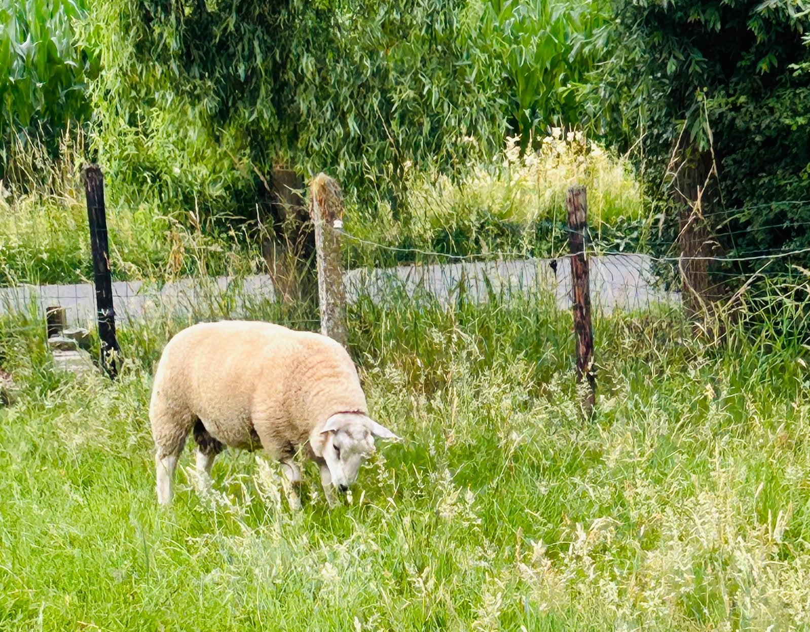 Dekram, Dieren en Toebehoren, Mannelijk, Schaap, 0 tot 2 jaar