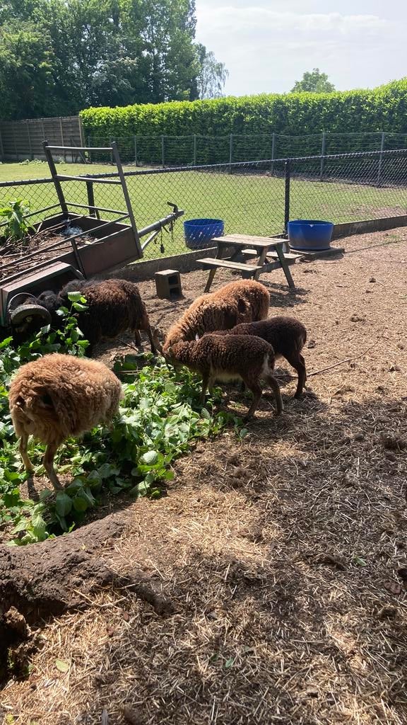 Soay lammetjes