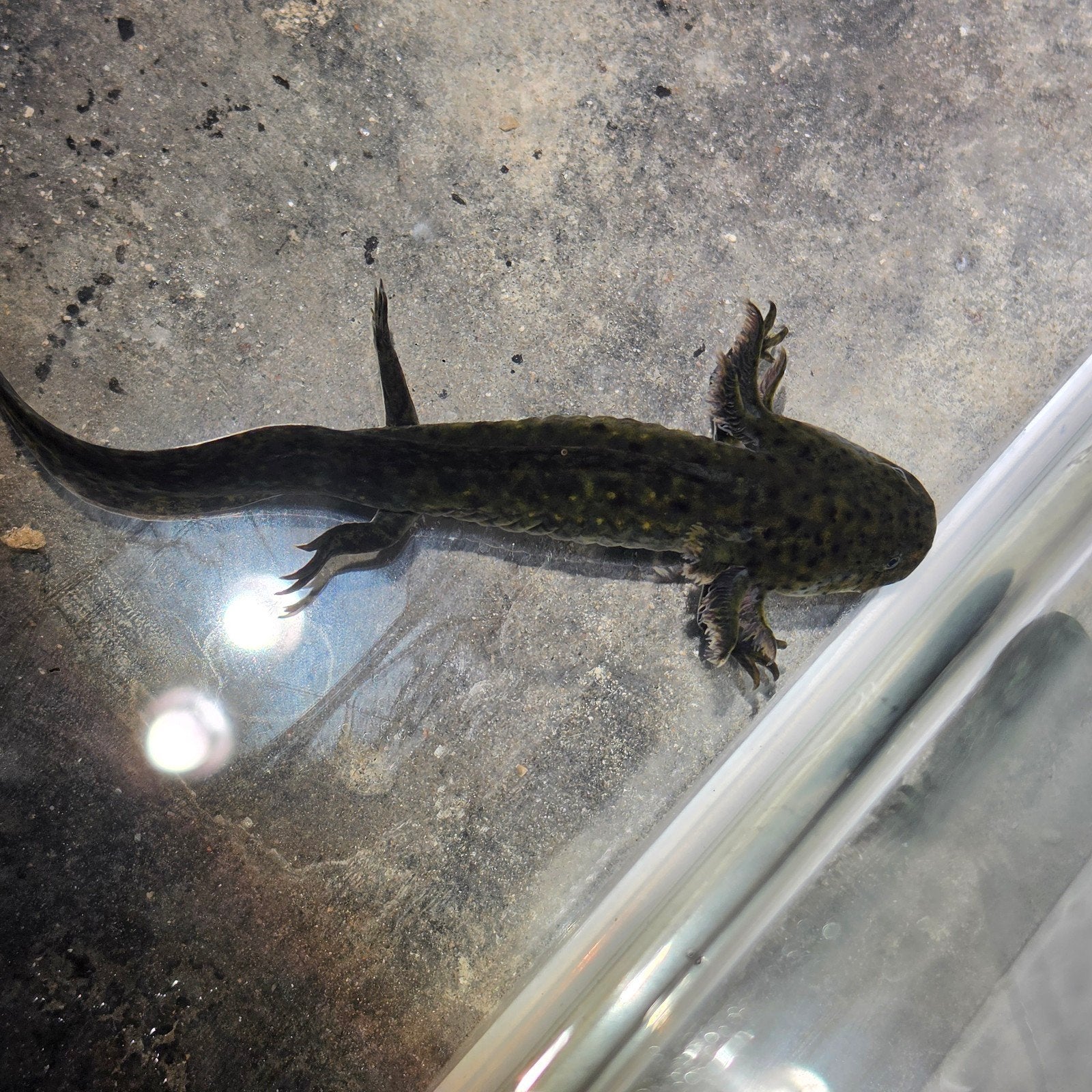 donker wildkleur axolotl