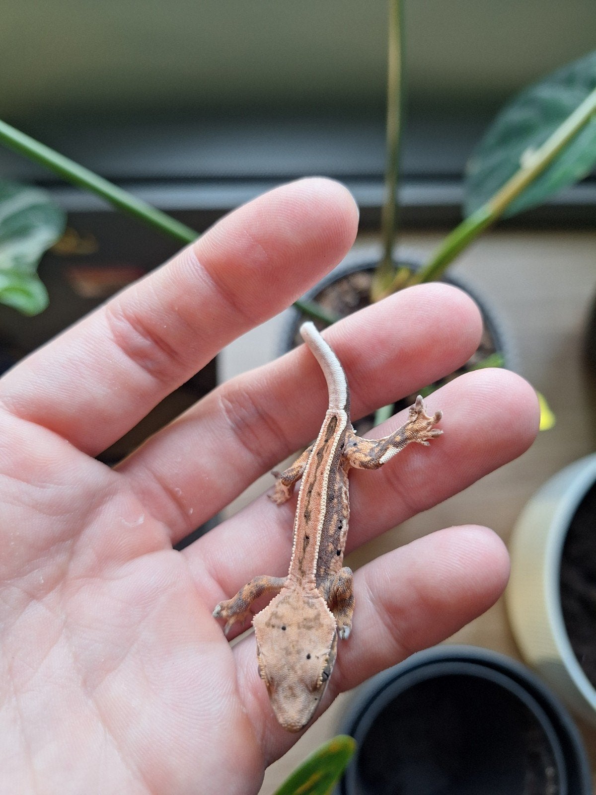 élevage de gecko à cils
