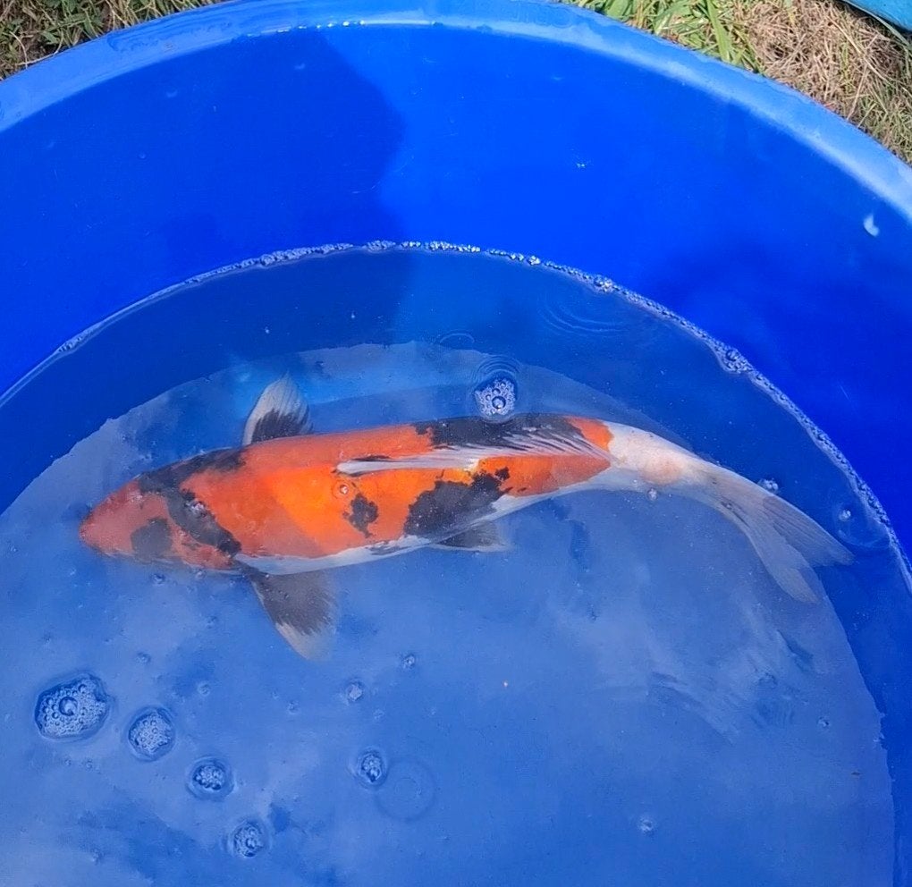 Japanse koi doitsu showa, Dieren en Toebehoren, Karper of Koi