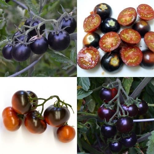 kerstomaten blueberry tomatenplanten, Ophalen