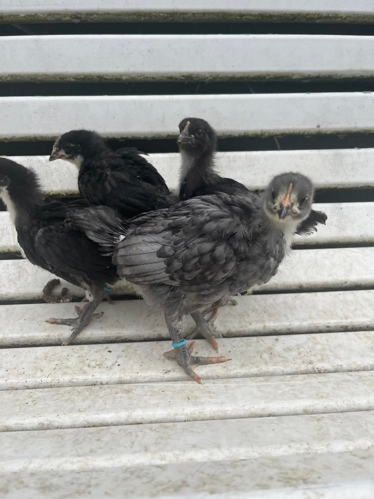 Koppel orpiton kuikens, Dieren en Toebehoren, Vogels | Duiven