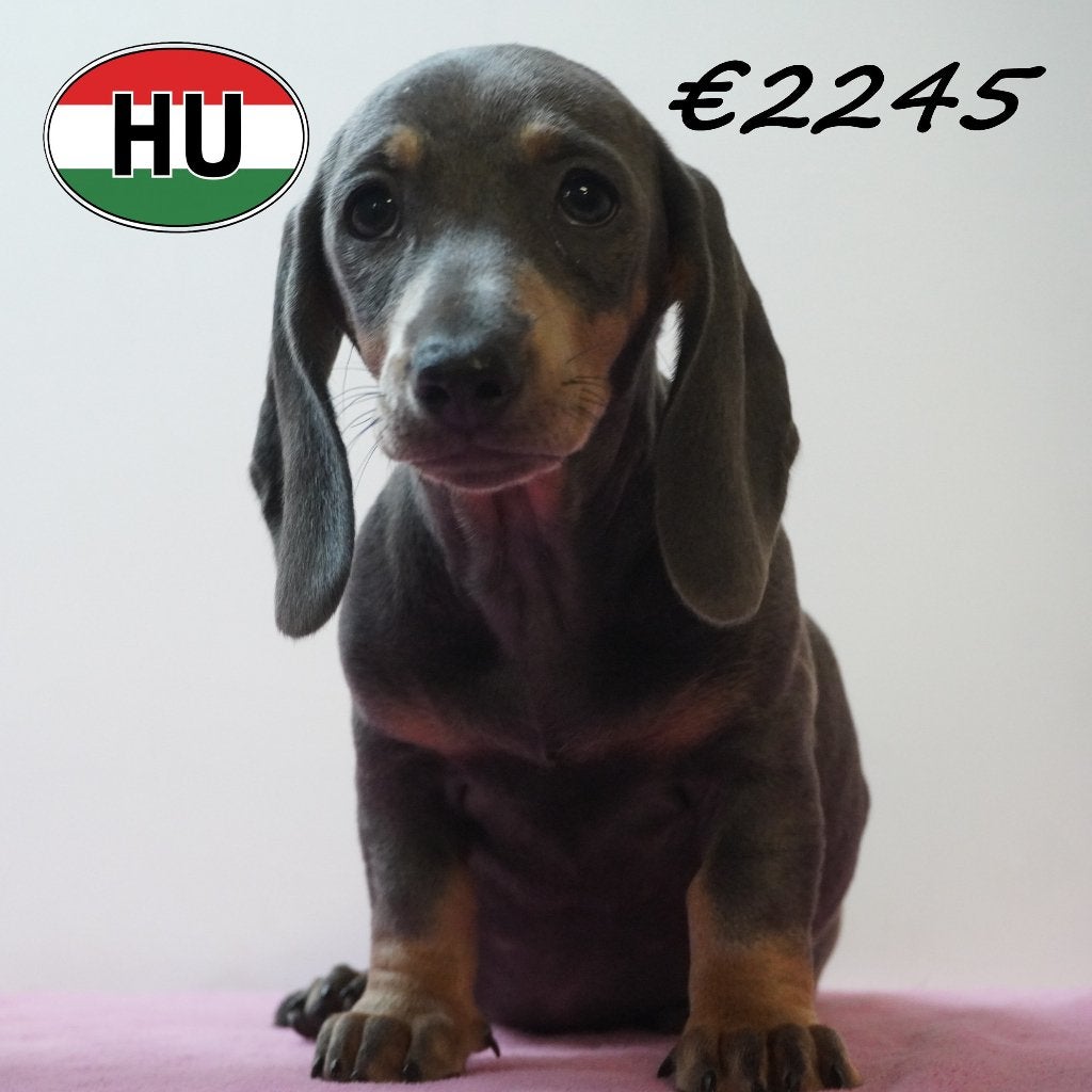 Chiots Teckel à vendre — Petits aventuriers au grand cœur, Animaux & Accessoires, Chiens | Teckels & Bassets, 15 semaines à 1 an