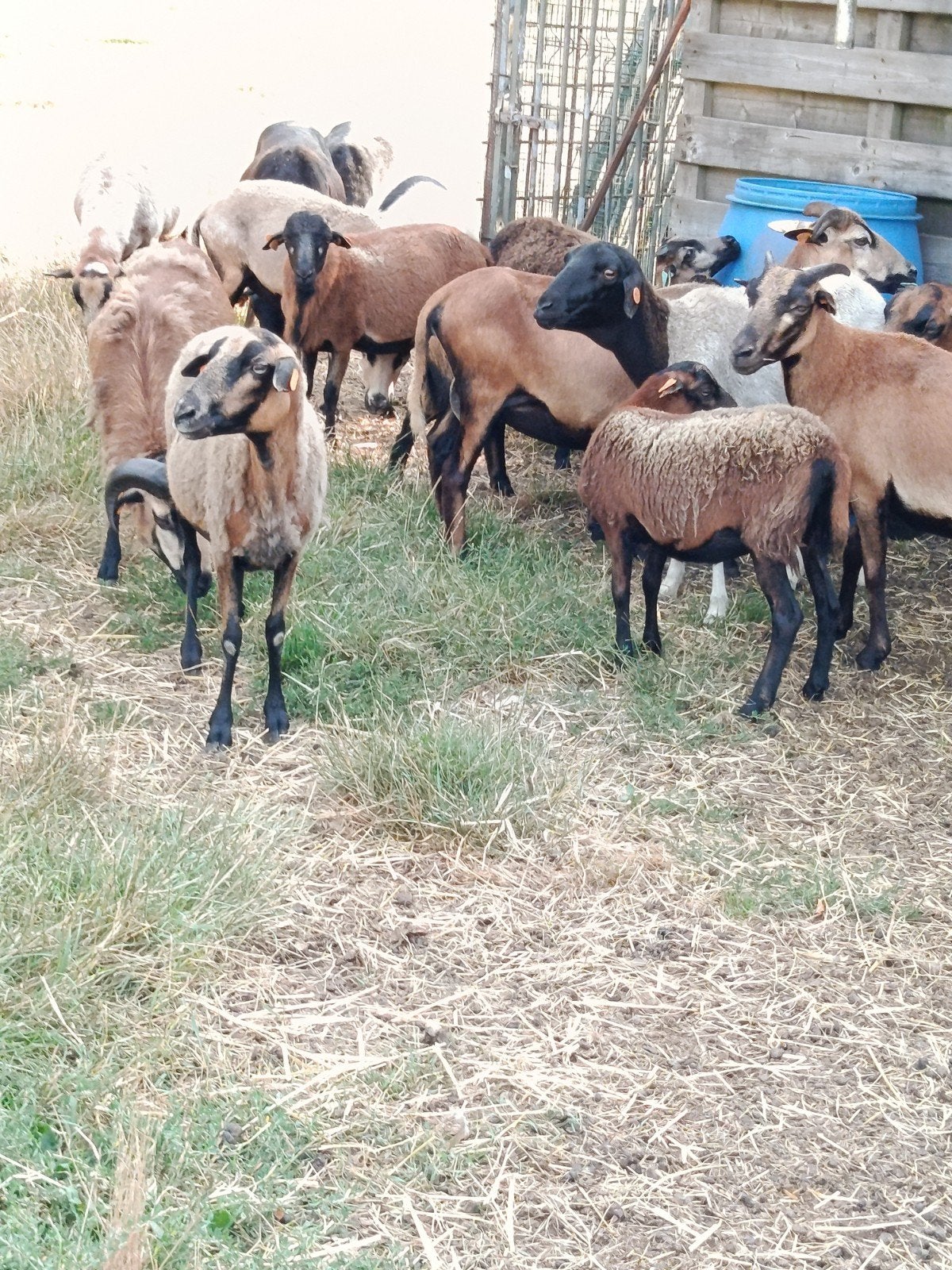 mouton camerounais, Mouton